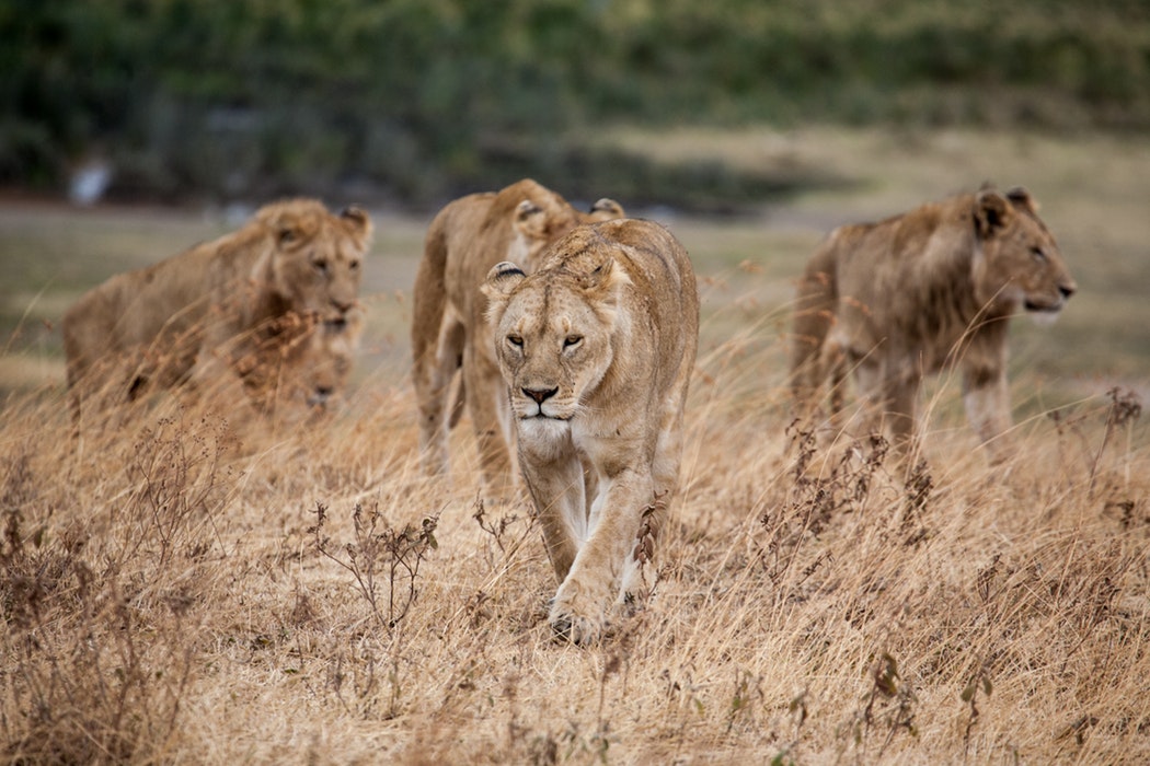 Ngorongoro 2.jpg