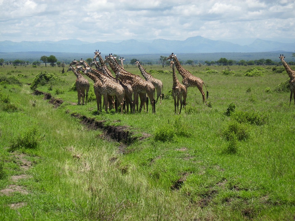 Tanzania Mikumi 2.jpg