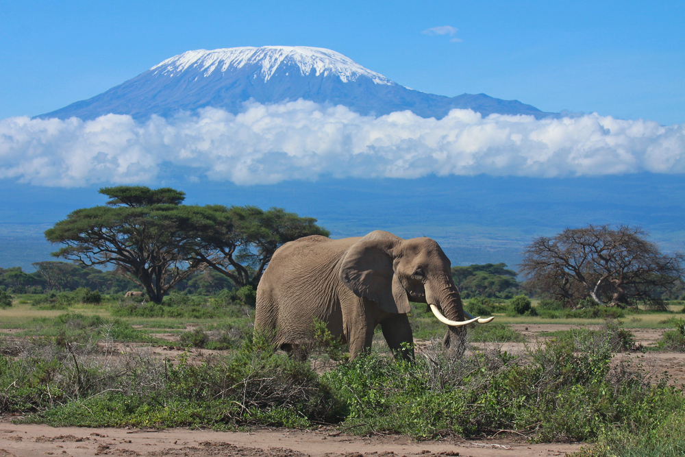 Kilimanjaro Elephant.jpg