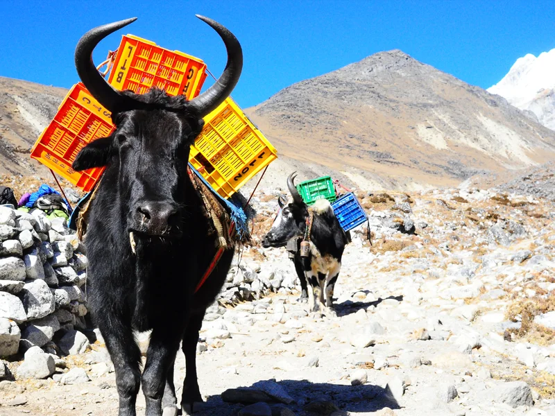 20 Days Jiri to Everest Base Camp Trek