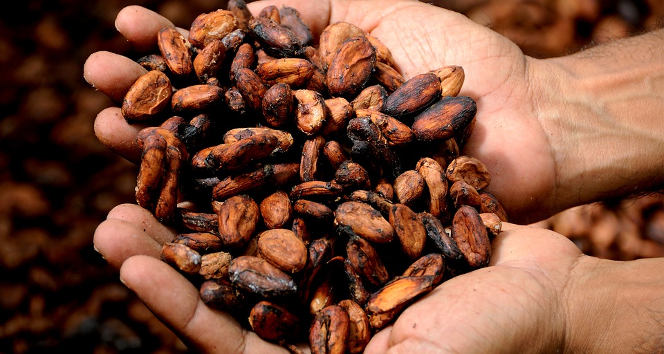 Brazil Cacao.jpg