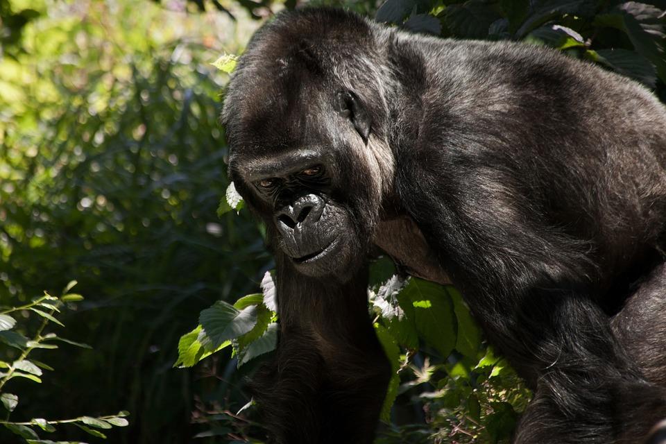 Uganda Gorilla 2.jpg