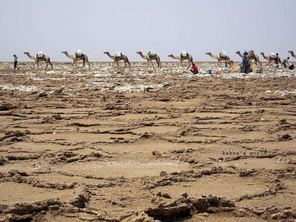 Ethiopia Danakil caravan.jpg