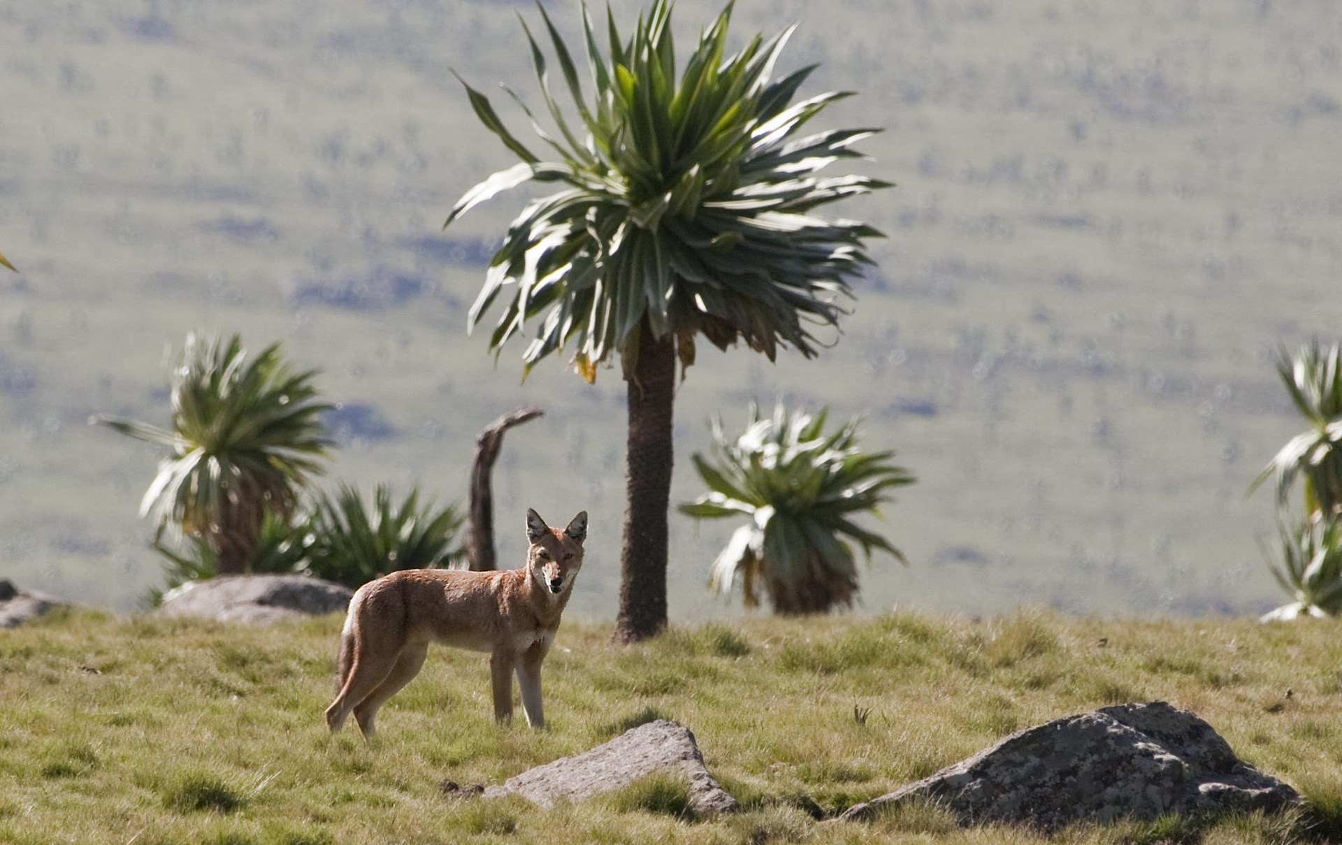 Ethiopia fox.jpg