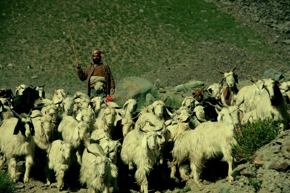 India Ladakh 3.jpg