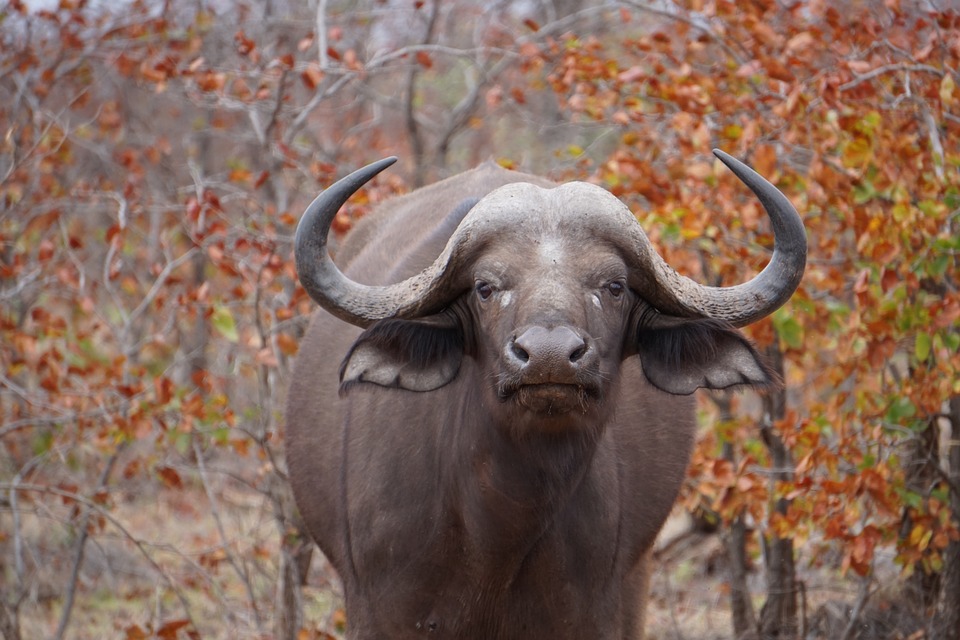 South Africa buffalo.jpg