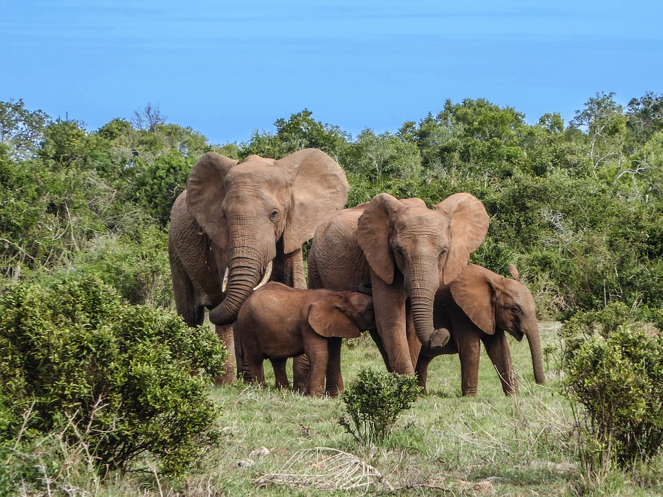 South Africa elephant.jpg