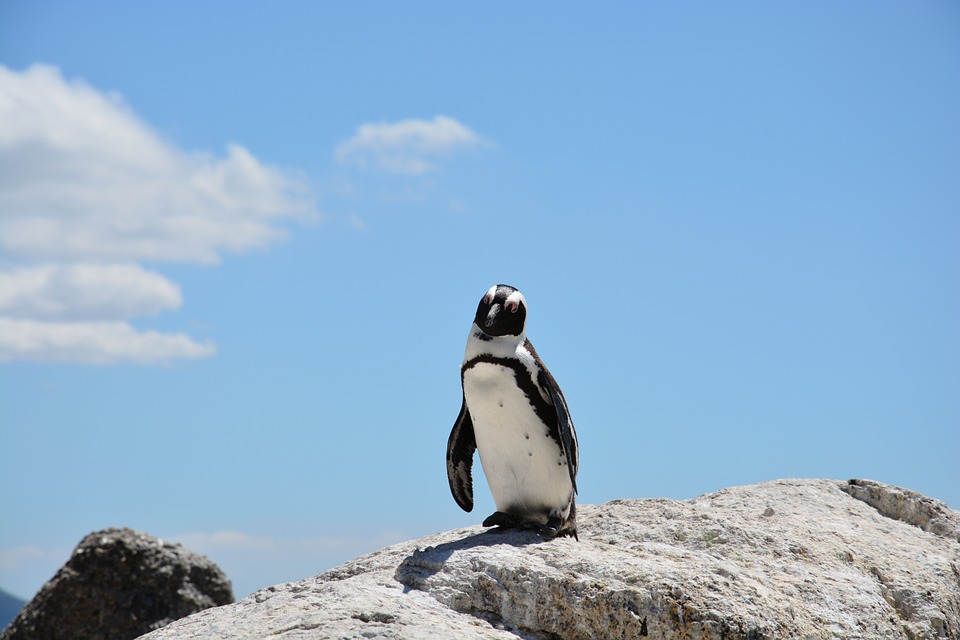 South Africa penguin.jpg