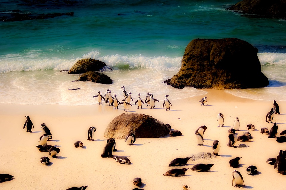 South Africa penguins.jpg