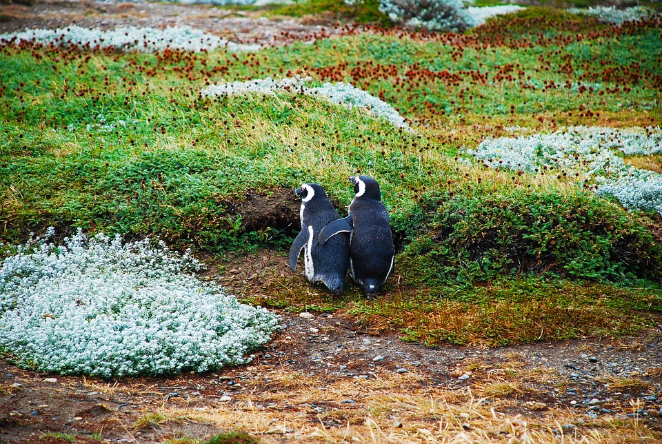 Penguins in Tierra del Fuego