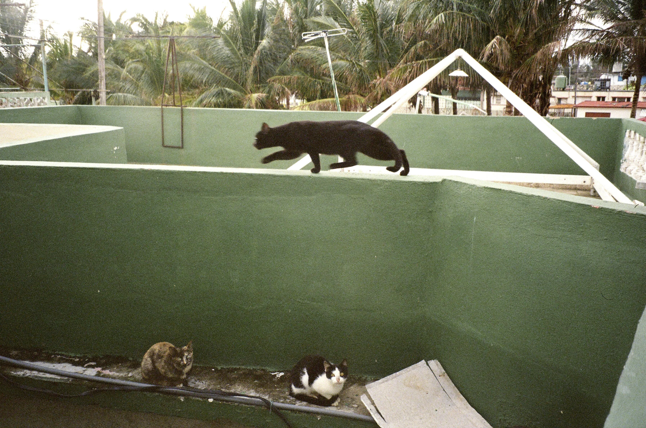 cats.jpg