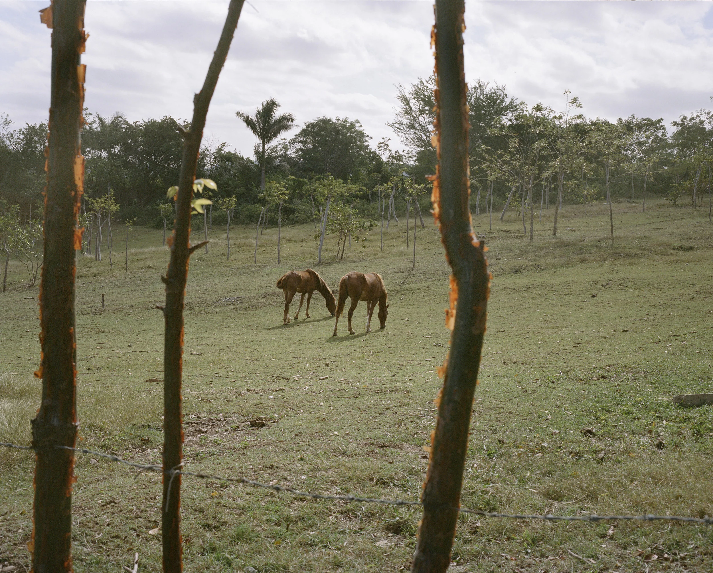 horses.jpg