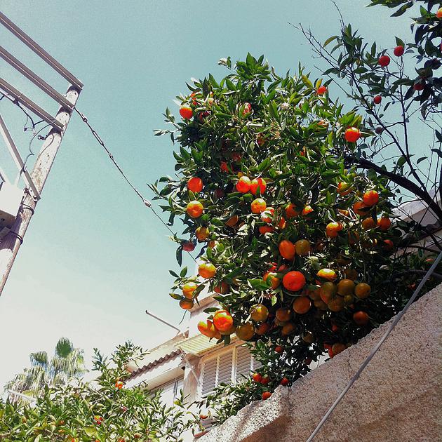 Jaffa oranges! Well these are actually just clementines...