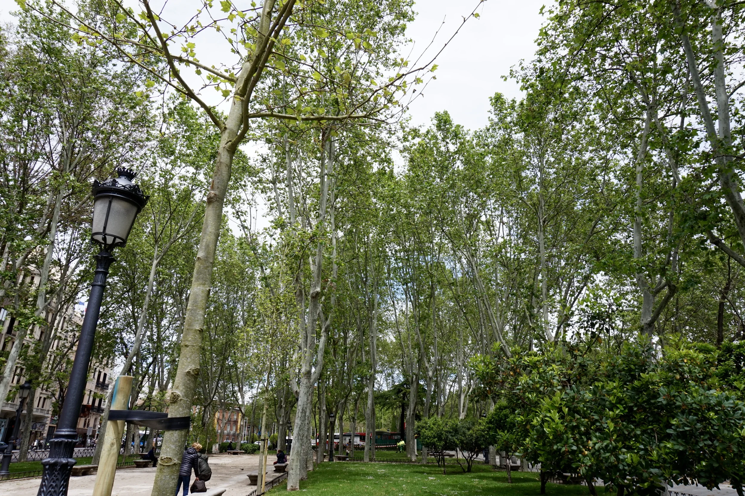 Paseo del Prado