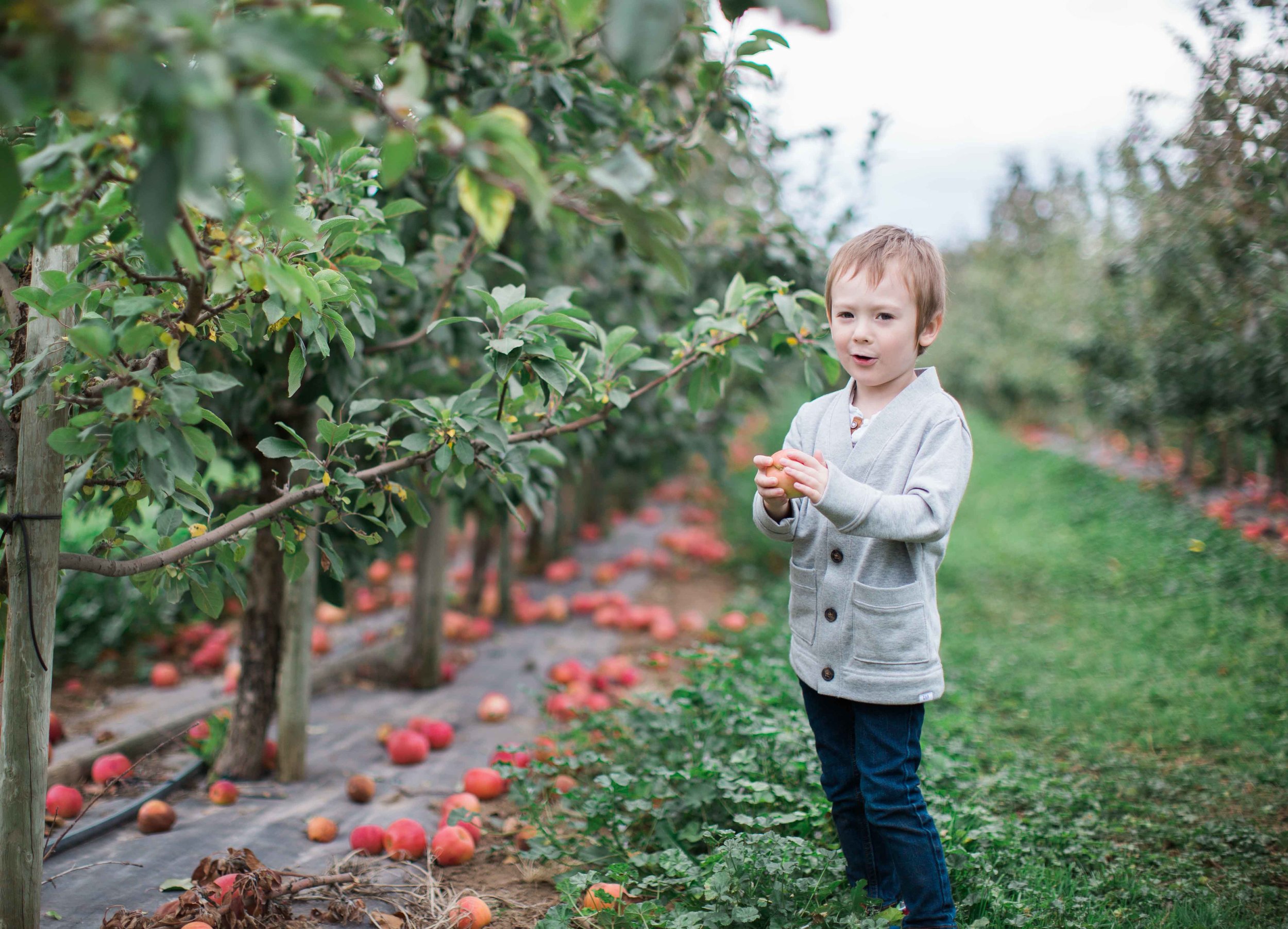 AppleOrchard_2018-2.jpg