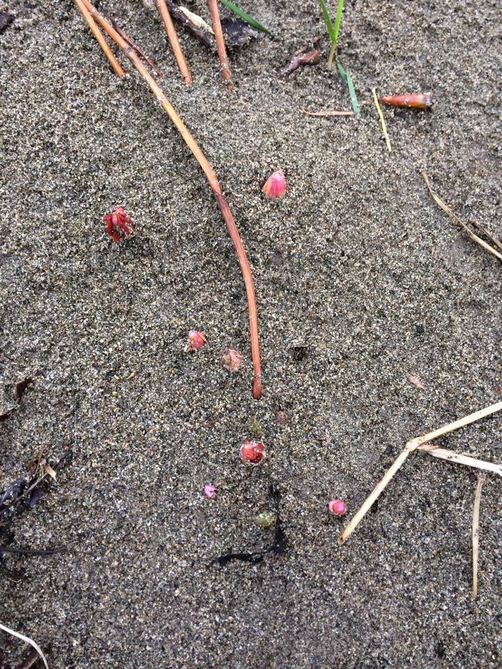 The neon pink youngest sprouts, poking above the sand. By the end of the growing season, most of these nubs will be over 6 feet tall.