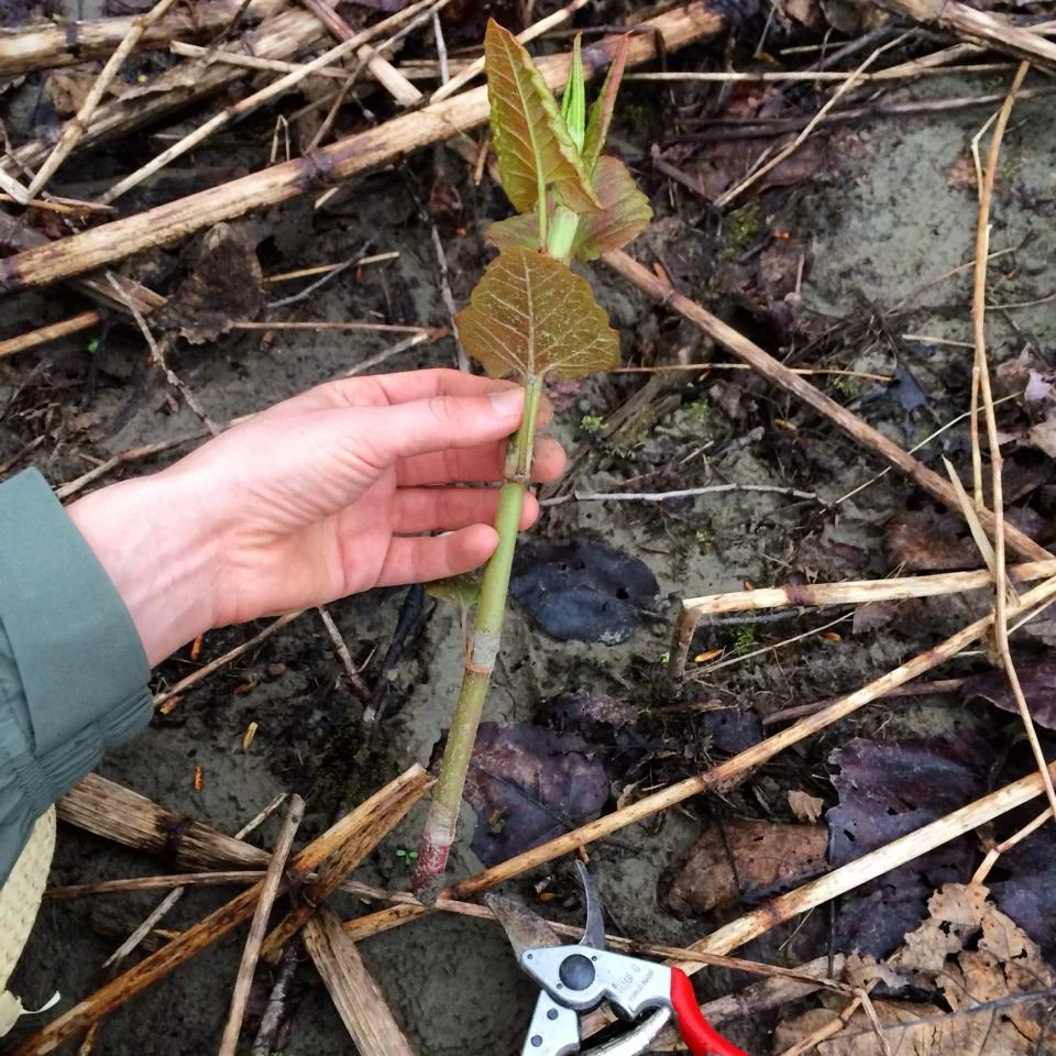 Picking Japanese knotweed shoots as a spring vegetable high in vitamin C.
