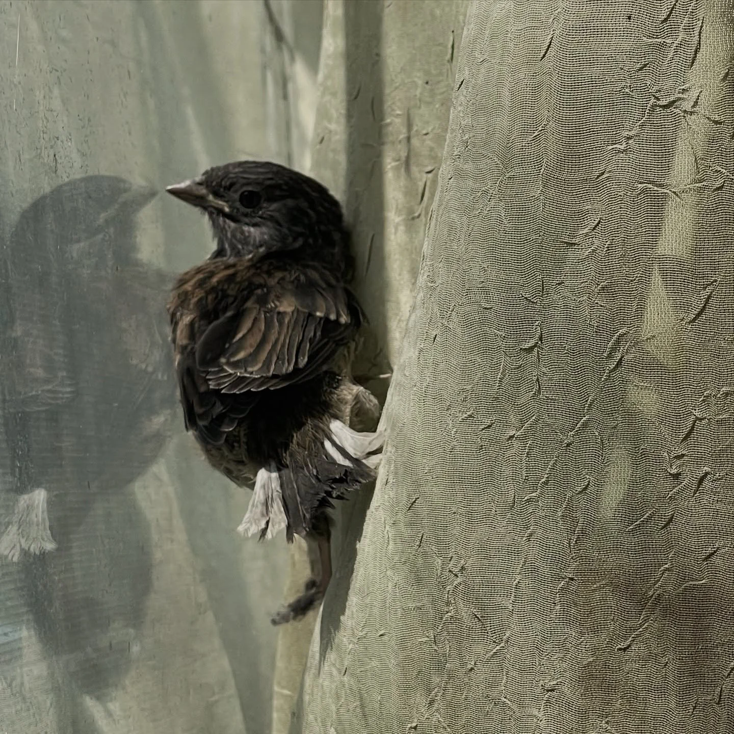 One of the newly fledged Dark-eyed Juncos. Every spring juncos nest in our warehouse. They nest anywhere really. In two different hanging spider plants, on multiple shelves, in the back of the gas ceiling heater, in the garage door motor box, etc. Wi