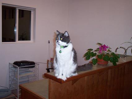 Cat1.jpg