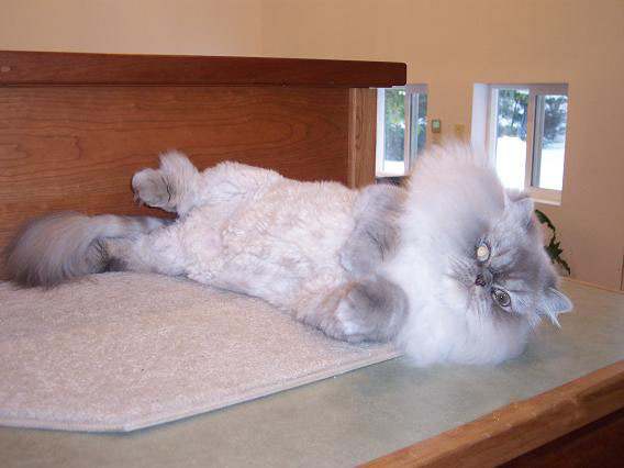 Cat2.jpg