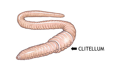Breeding Ring - Clitellum
