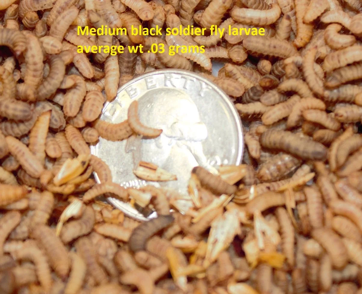 Black Soldier fly larvae: size small — Insects @ Large & Northwest Redworms