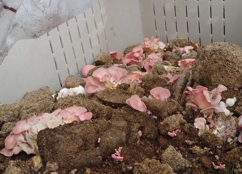 mushroom compost.png