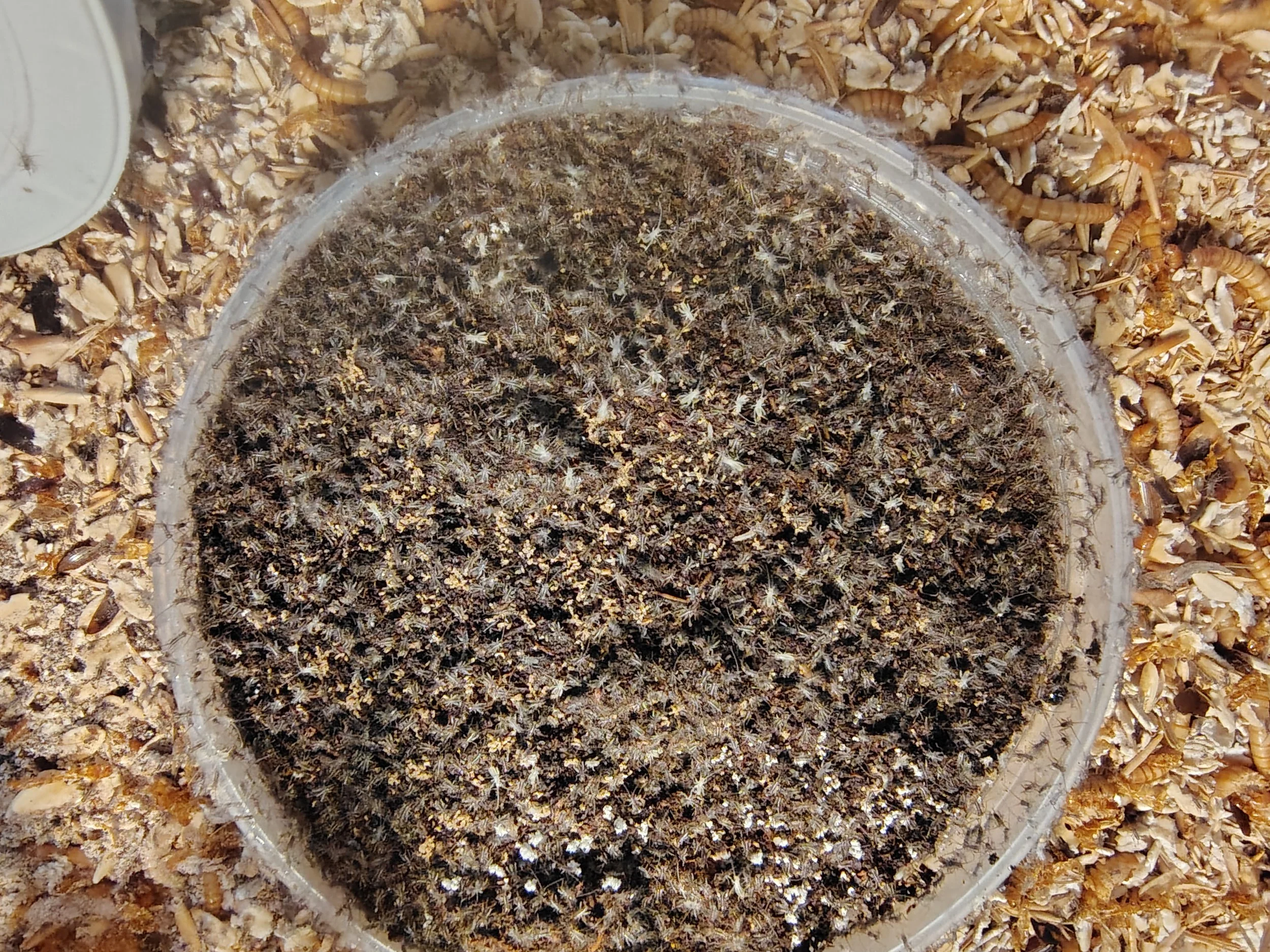 banded cricket hatching.jpg