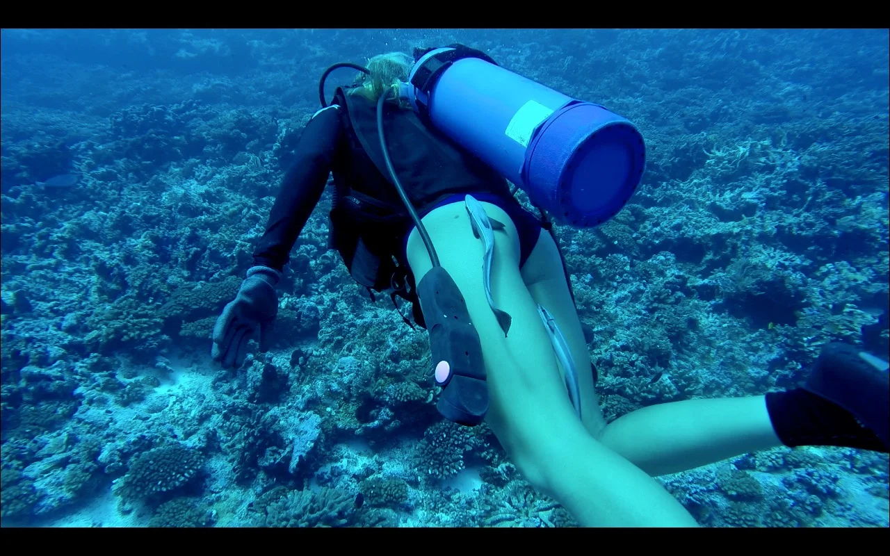 my little remora friends. It was funny til they started taking little nibbles! My legs were nice and clean after this dive _)(2).jpg
