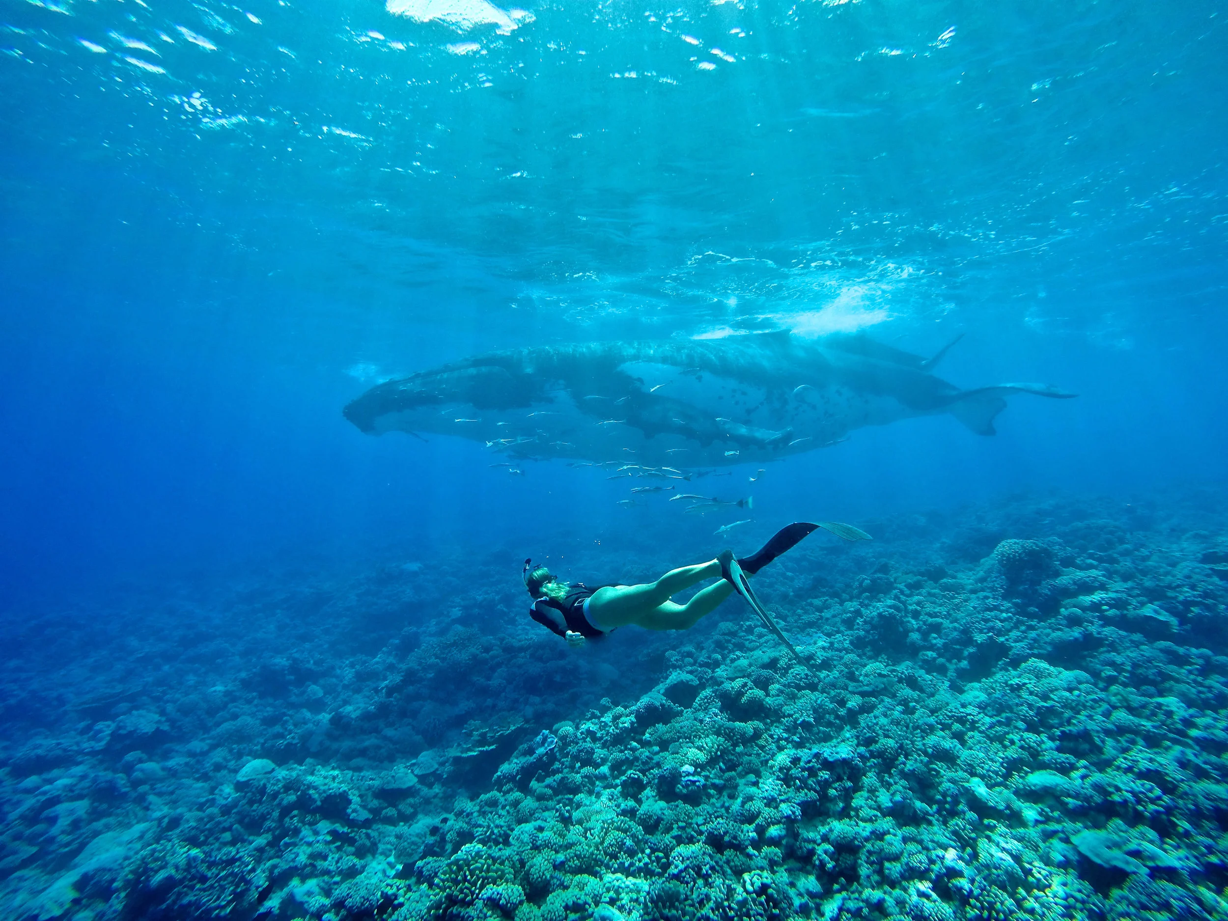 mel w whale .jpg