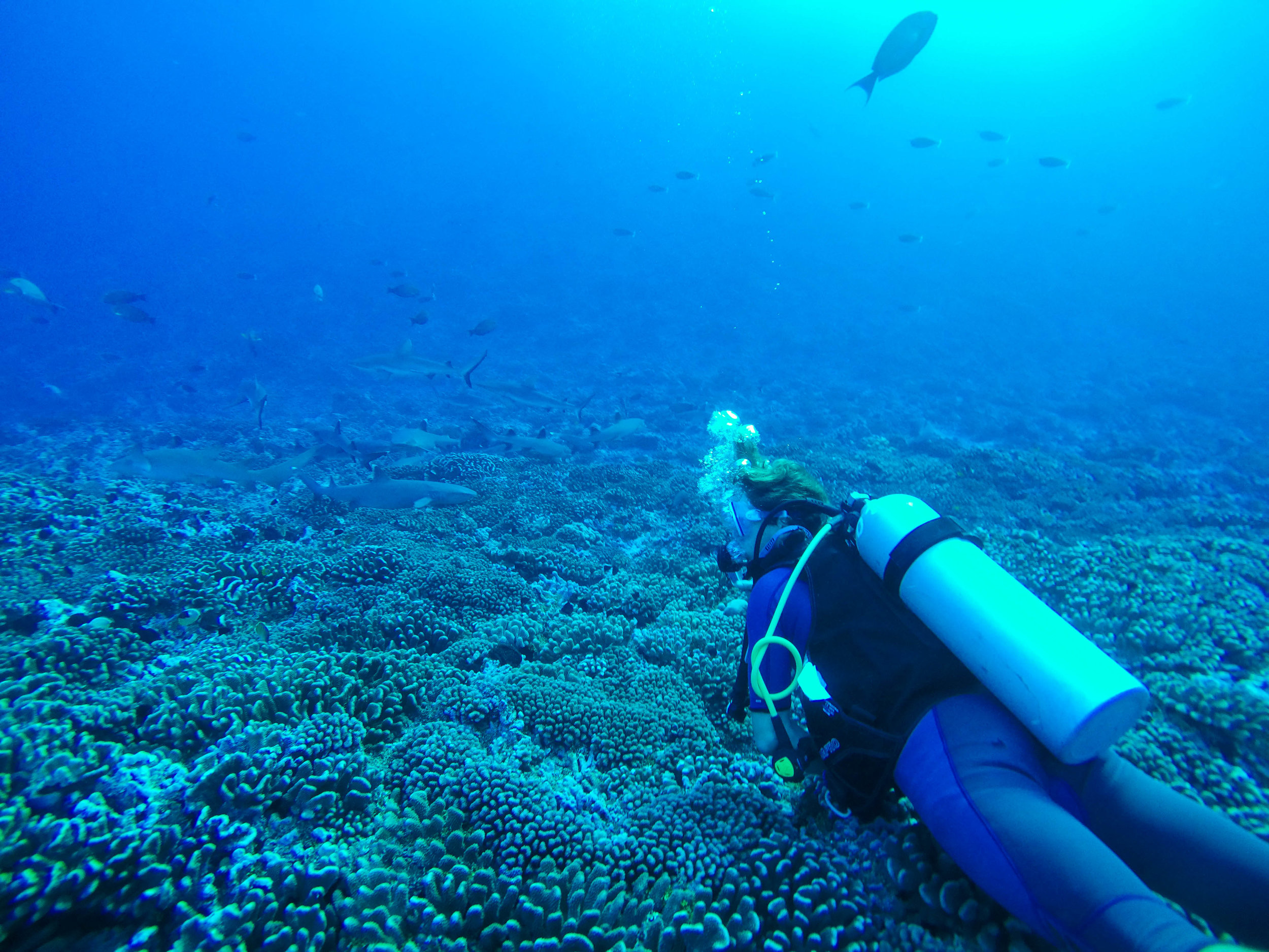 G0145225.jpg