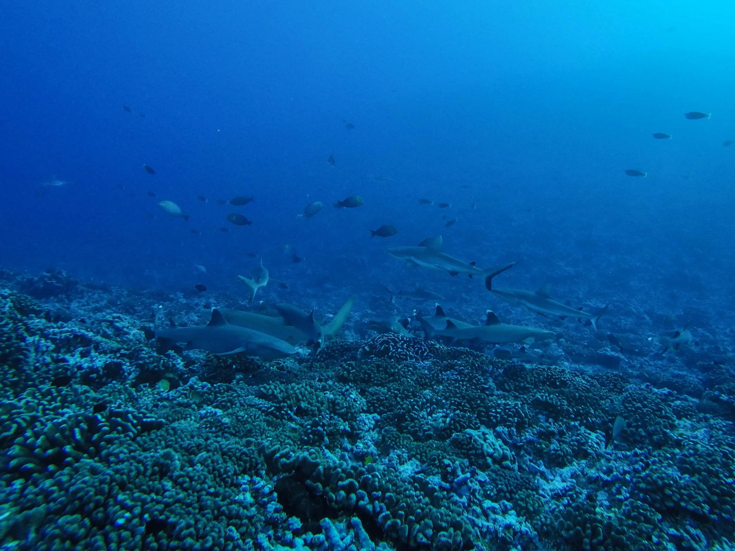 GOPR8794.jpg