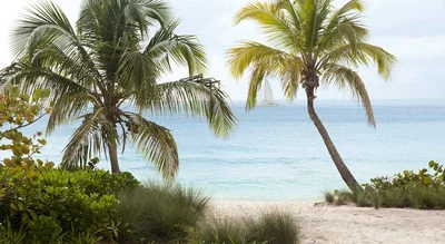 palm trees sandy weddings engaging events by ali
