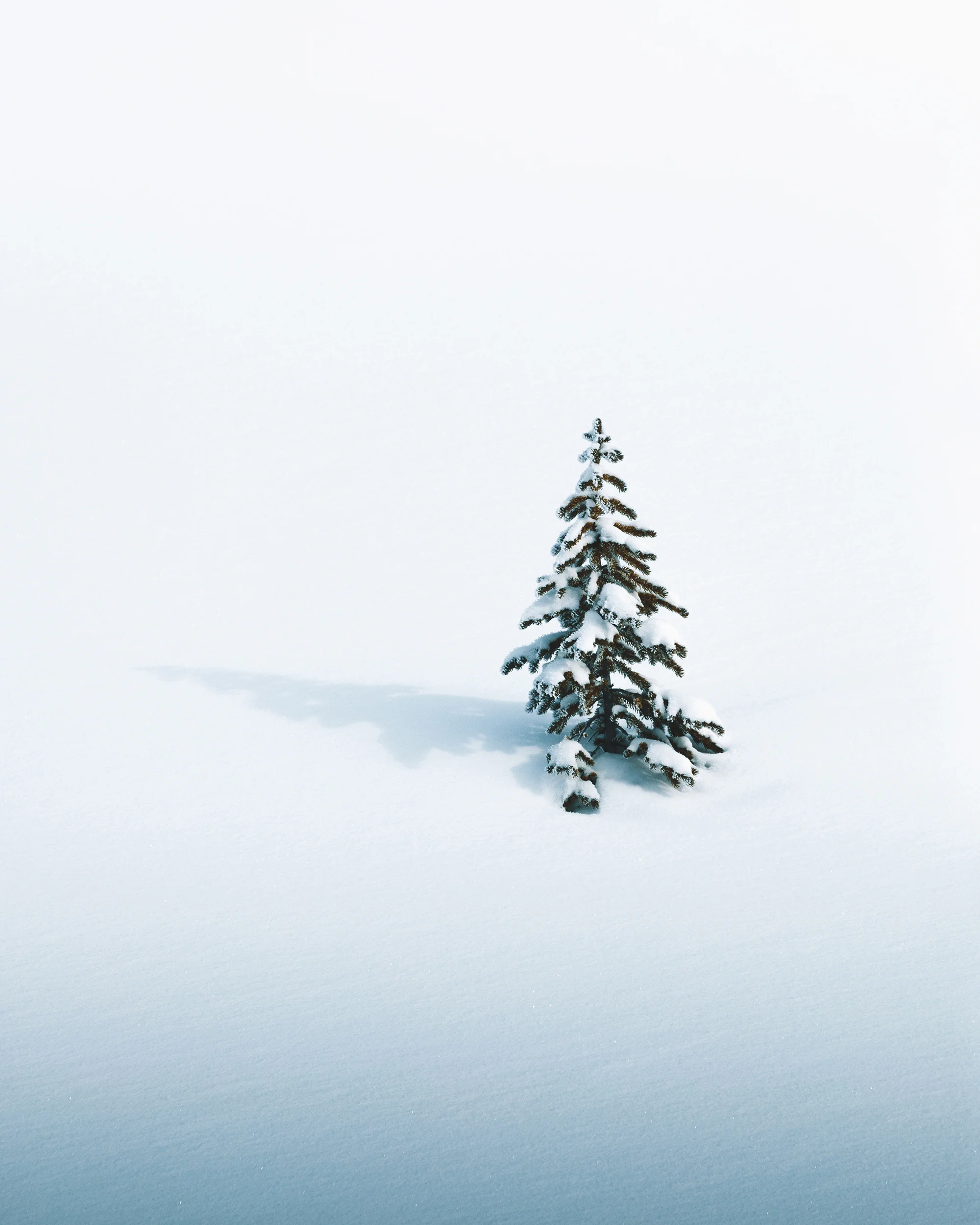 charlotte-little-wolf-Canada-Banff-Jasper-snow-tree.jpg