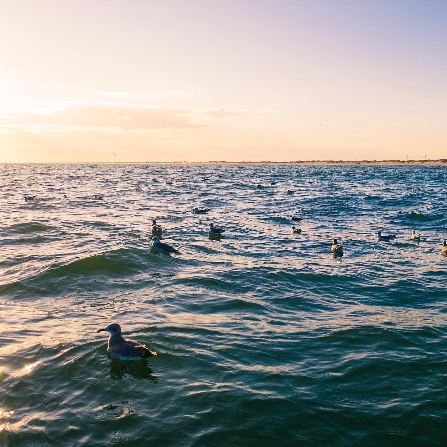 Bird herd.