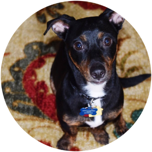 Frankie is our little fur baby, the friendliest little pup you will ever meet. We rescued him from the local SPCA in Feb of 2016. He is definitely a little mutt but for the most part he is a dachshund. He loves to snuggle and gives us so much joy in our lives!