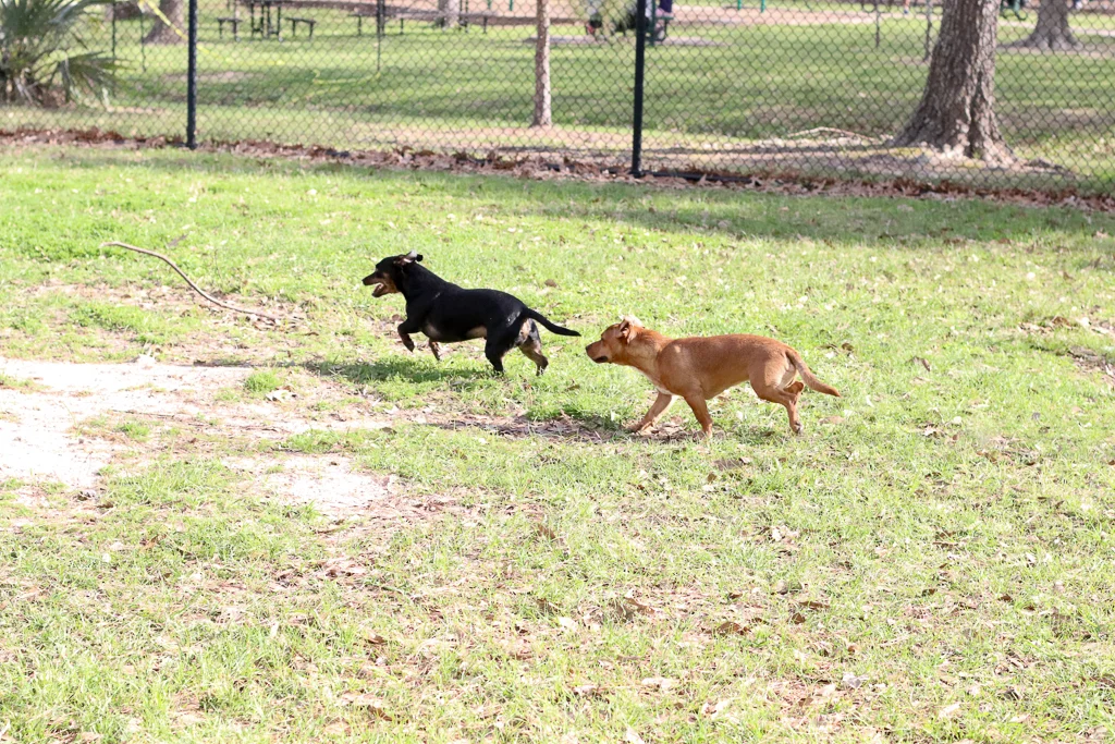 Supreme Source Dog Food - Lifestyle Blogger - Pet Blogger - MILSO Blogger - Pet Detox - Wander Dust Blog (36).jpg