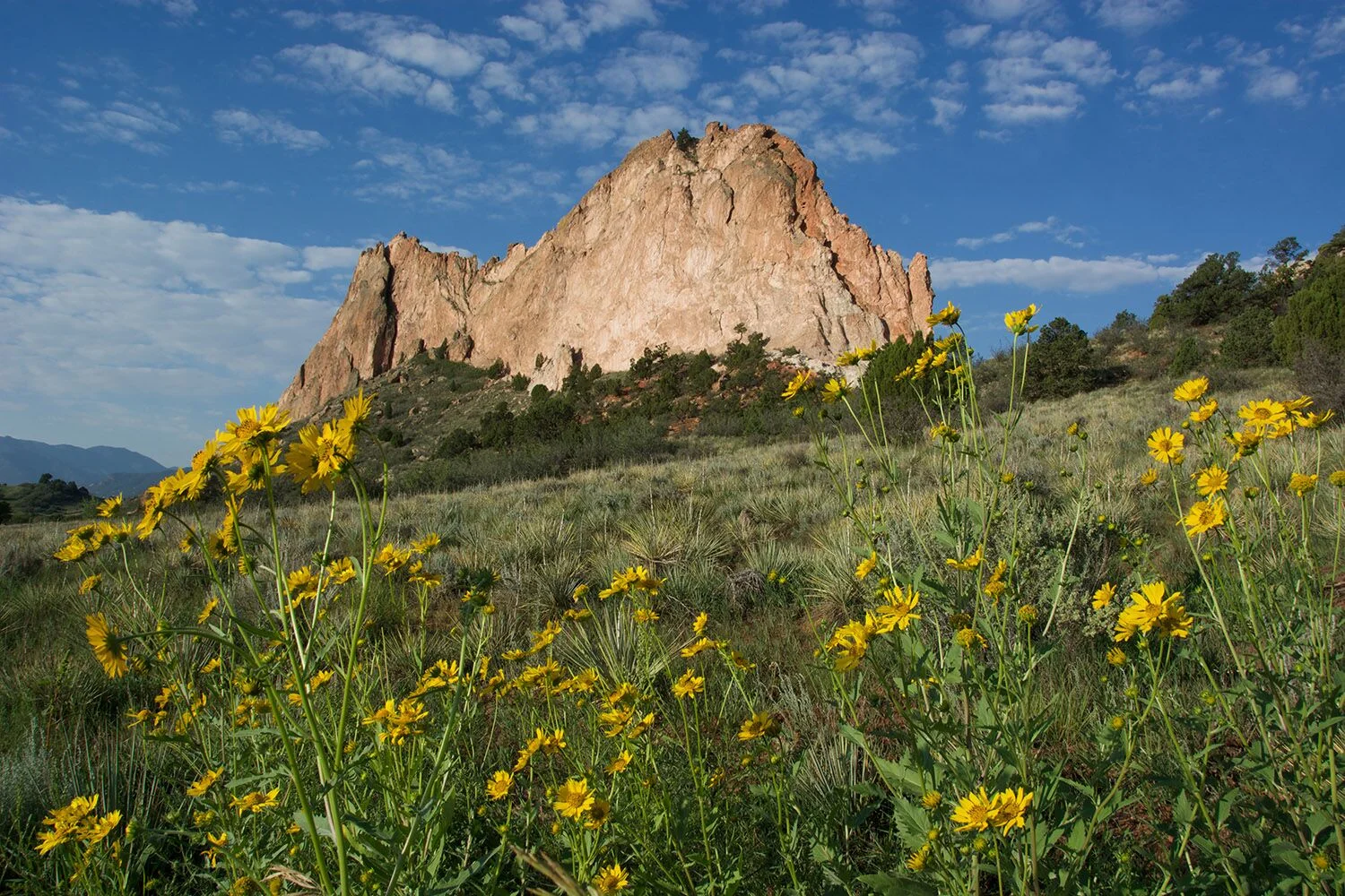 Colorado Springs CVB - Garden of the Gods Flowers (2) med_preview.jpeg