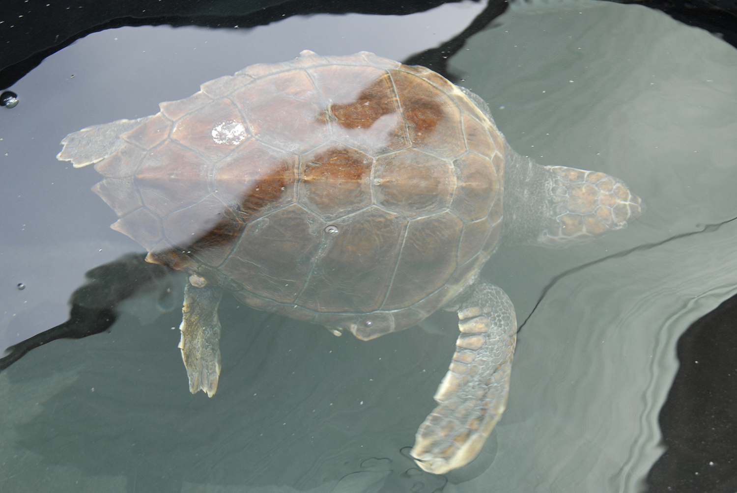 ARCHELON