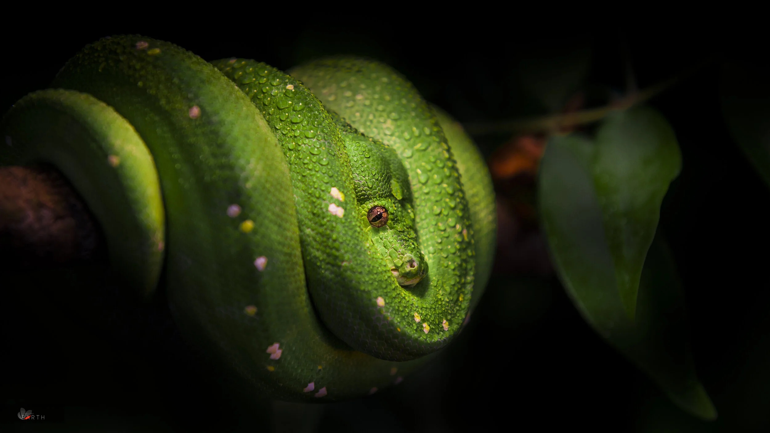 Green tree python.jpg