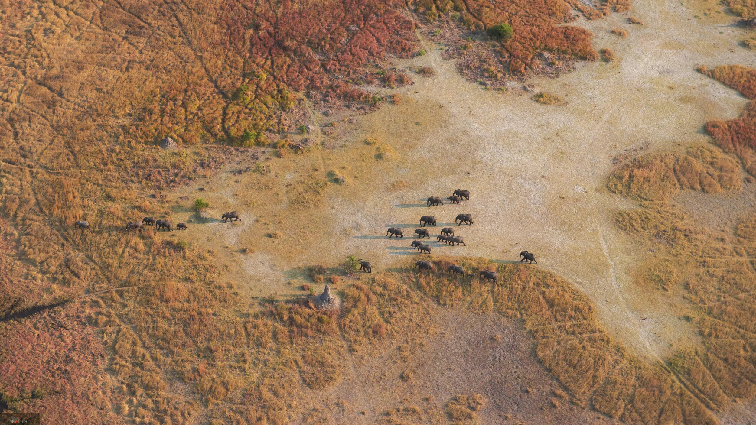Vanishing herds of the Okavango