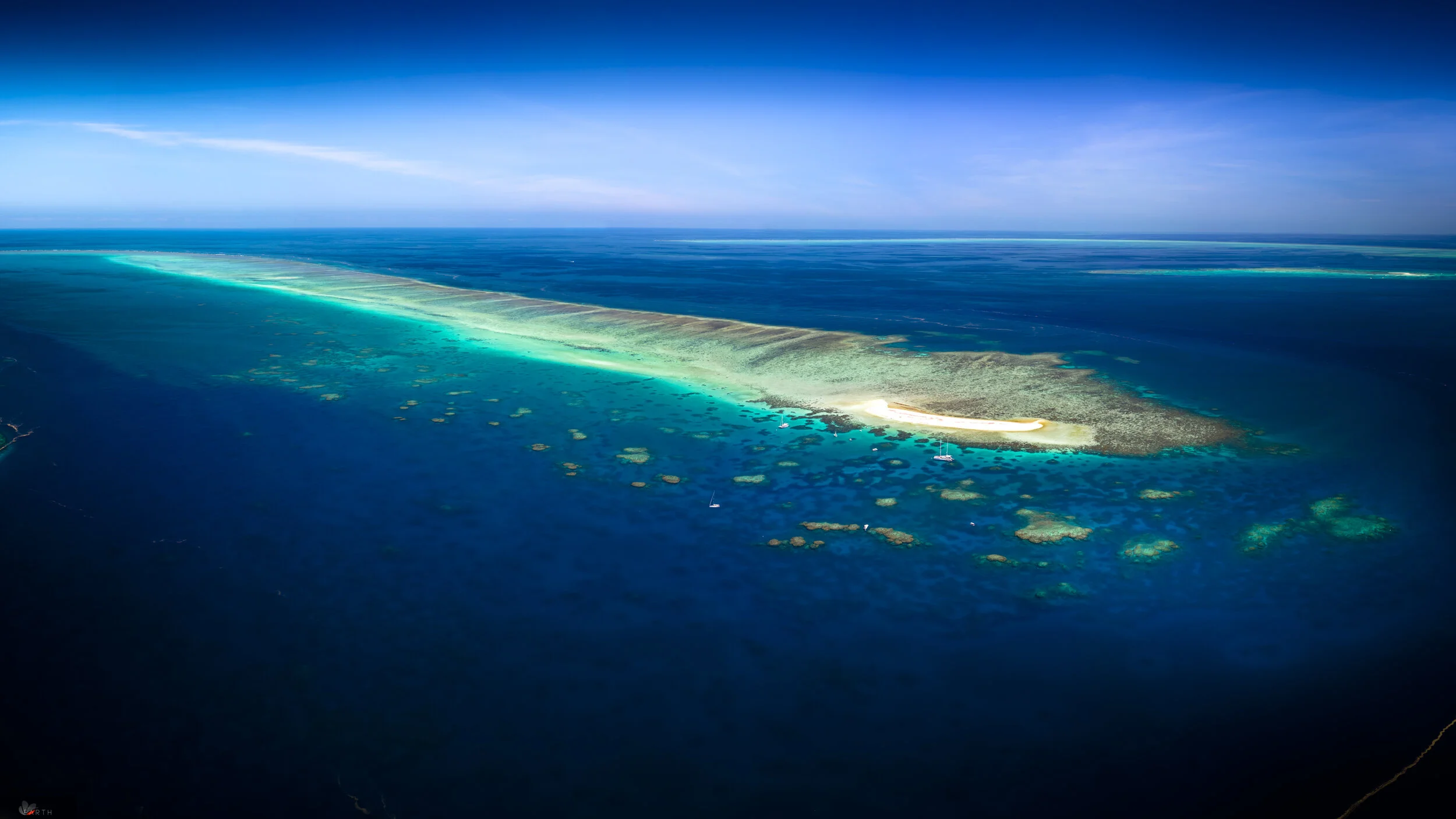 Pacific Coral