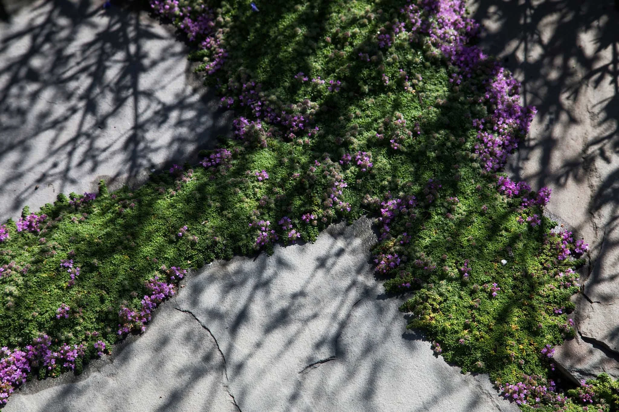terraform-landscaping-west-vancouver-iii-44.jpg