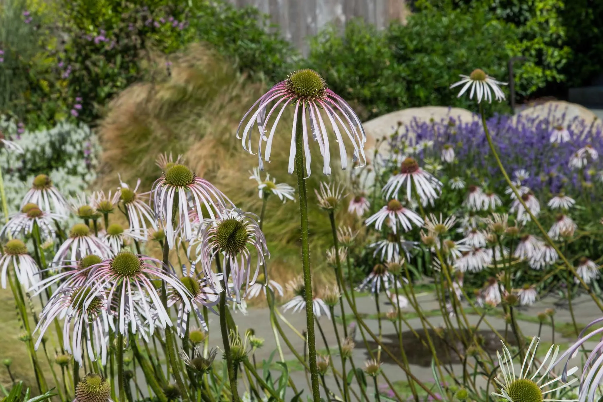 terraform-landscaping-west-vancouver-iii-42.jpg
