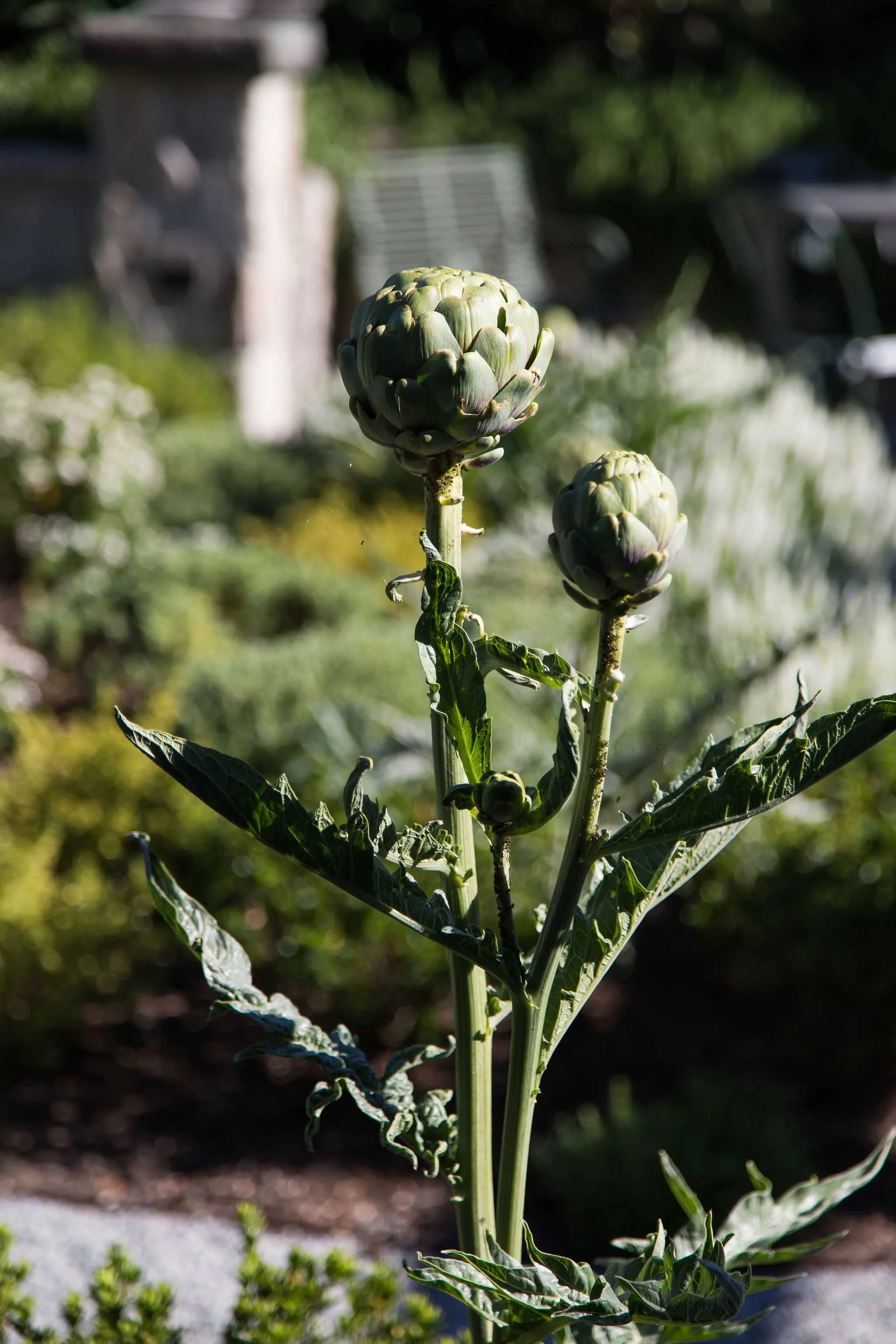terraform-landscaping-west-vancouver-iii-19.jpg