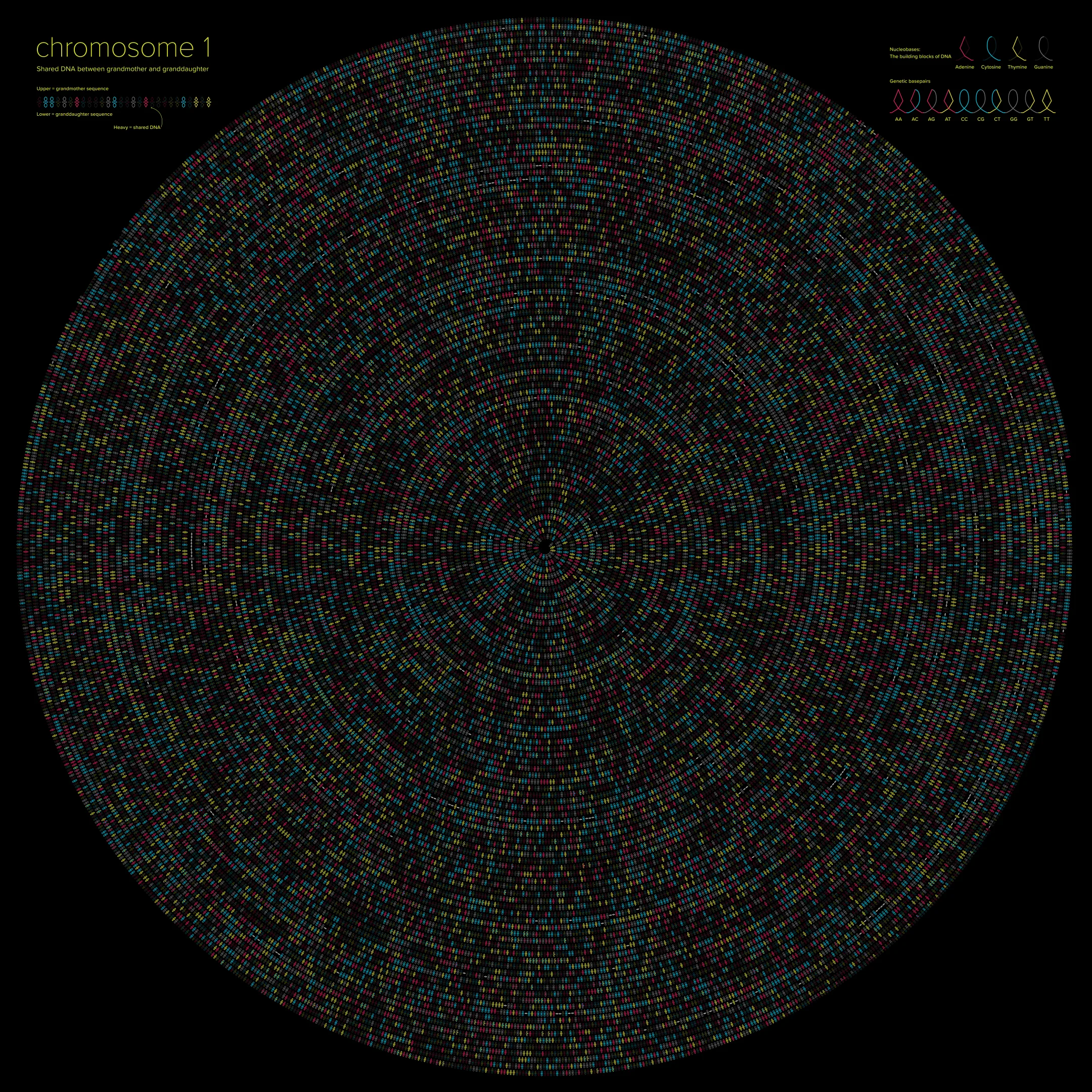Visualizing Genetic Relationships