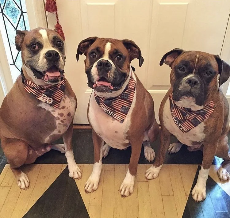 lavender menace dog bandanas