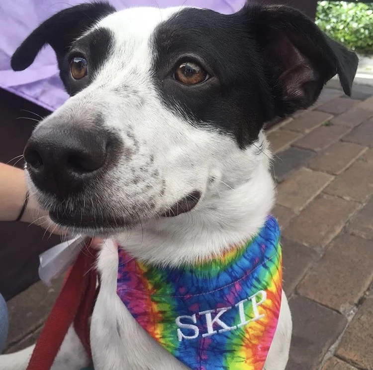 lavender menace dog bandanas