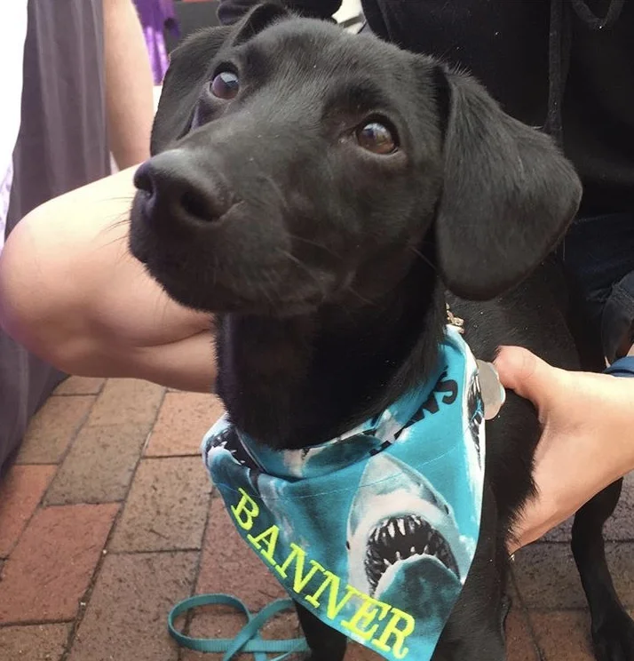 lavender menace dog bandanas