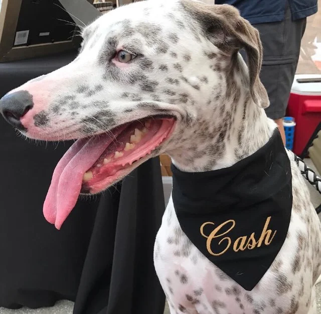 lavender menace dog bandanas
